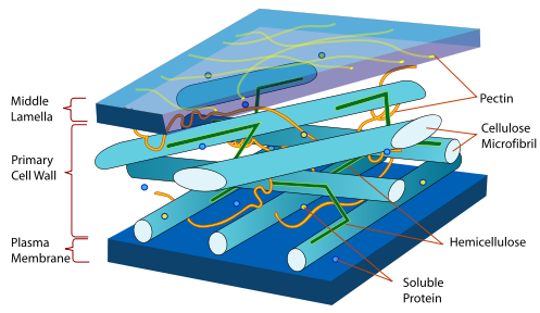 cell wall